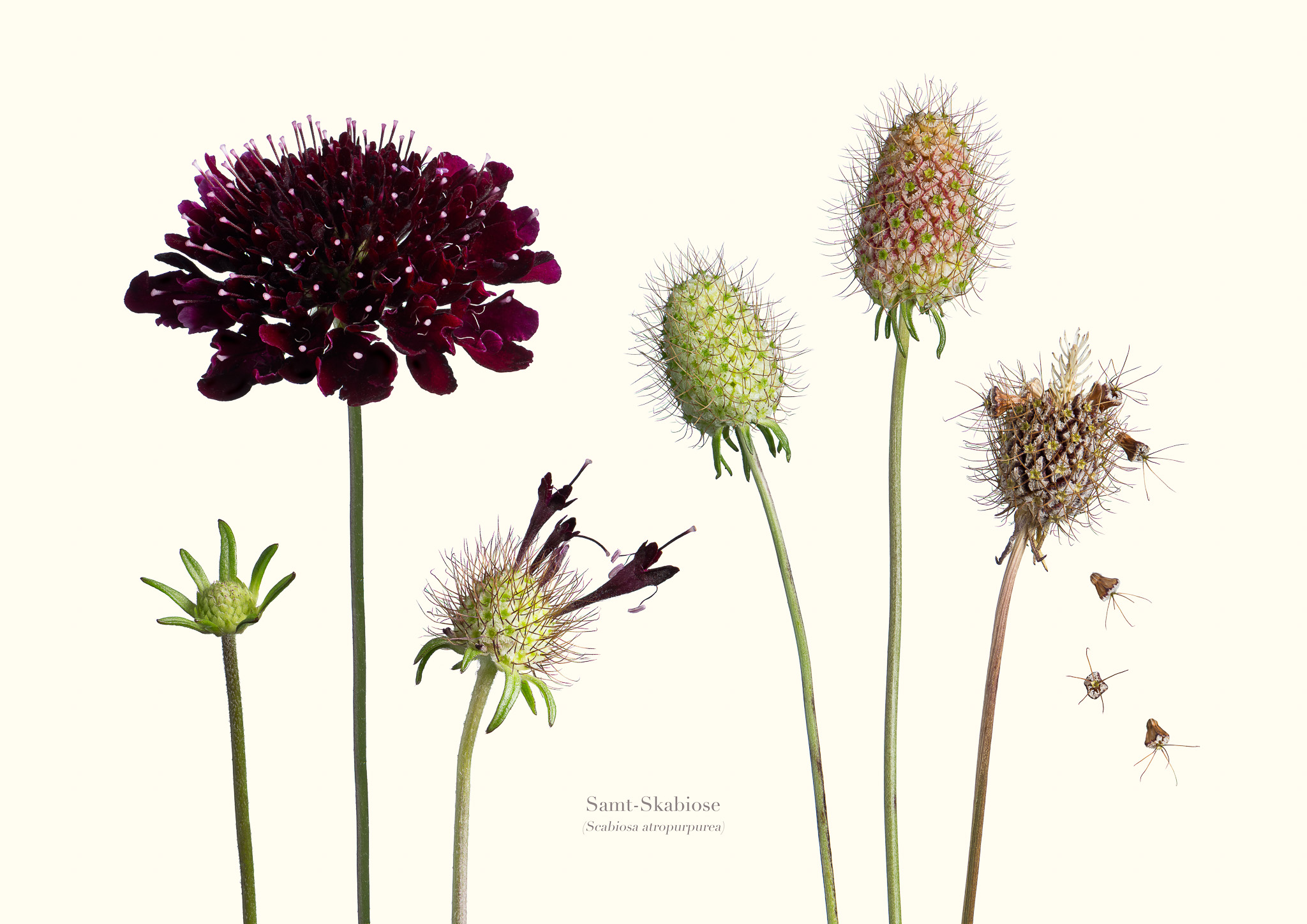 Botanische Fotokunst von Ira Hilger